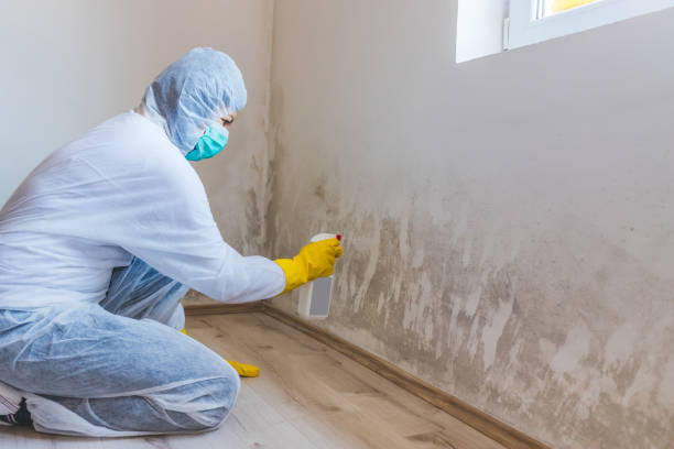 Licensed Mold Remediation service in Atlantic Highlands, NJ - Car Mold Remediation